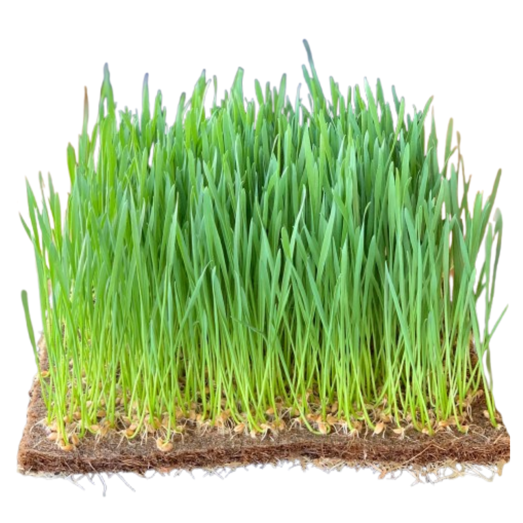 Organic Wheatgrass Microgreens