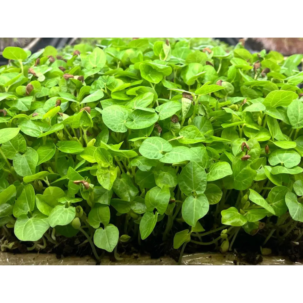 Organic Black Horse Gram Microgreens