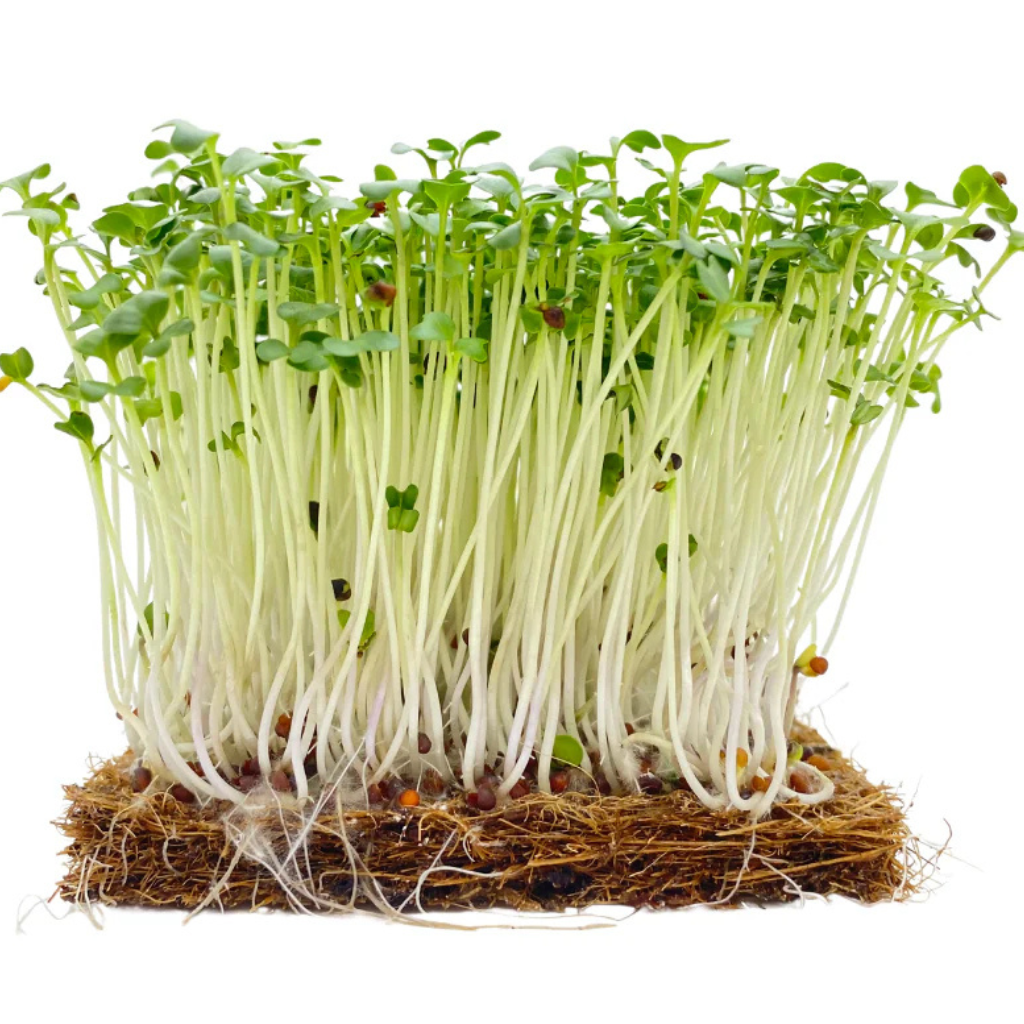 Organic Broccoli Microgreens 50g