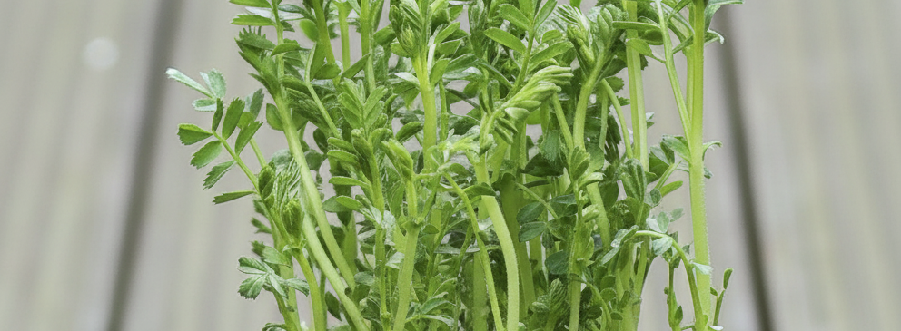 Why and how to eat Chickpeas microgreens?
